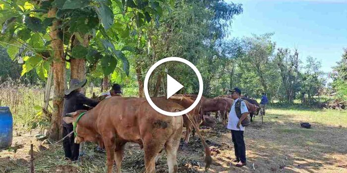 Jelang Idul Adha 1445 H, DKPP Pamekasan Pastikan Hewan Kurban Sehat