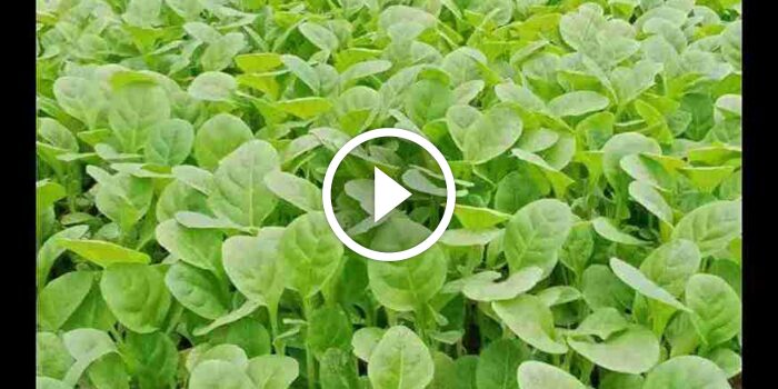 Musim Tanam Tembakau, DKPP Sumenep Bakal Bantu Bibit kepada&nbsp;Petani