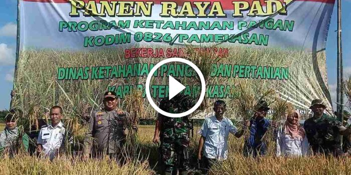 Tingkatkan Ketahanan Pangan, Dandim 0826 Pamekasan Panen Raya&nbsp;Padi