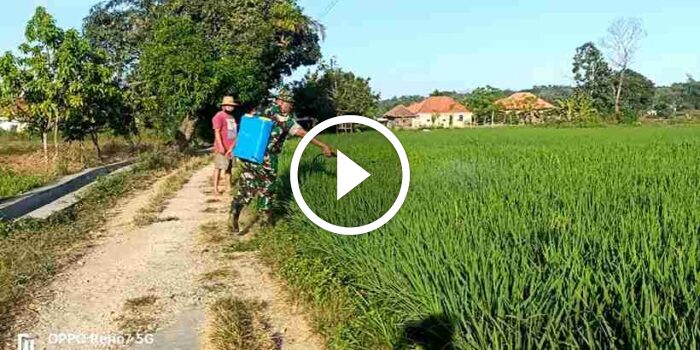 Babinsa Koramil 0826-09 Pakong bantu Petani Basmi&nbsp;Hama