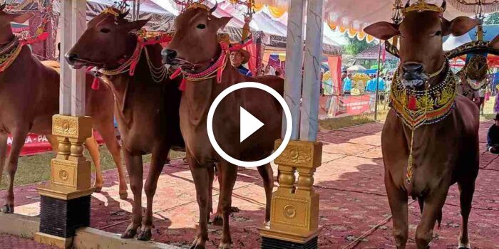 Kontes Sapi Sonok Sumenep: Tingkatkan Pelestarian Budaya dan Harga Jual Sapi