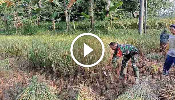 Bantu Panen Padi, Babinsa Koramil 0826-10 Waru Hadir Ditengah&nbsp;Rakyat
