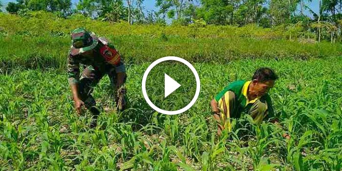 Babinsa Koramil 0826-02 Tlanakan Dalam Wujudkan Ketahanan&nbsp;Pangan