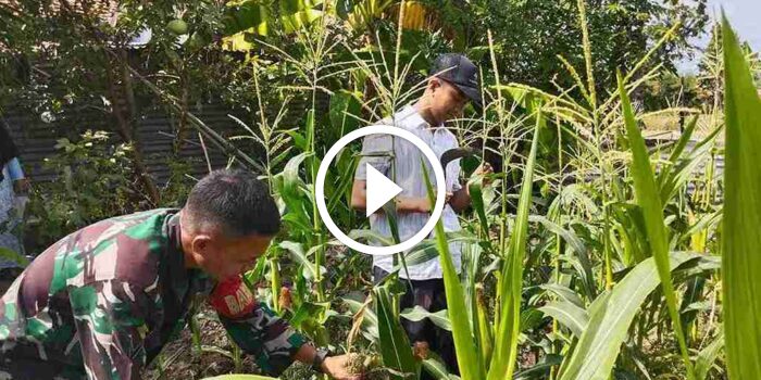 Babinsa Koramil 0826-09 Pakong Dukung Petani Wujudkan Ketahanan Pangan di&nbsp;Pamekasan