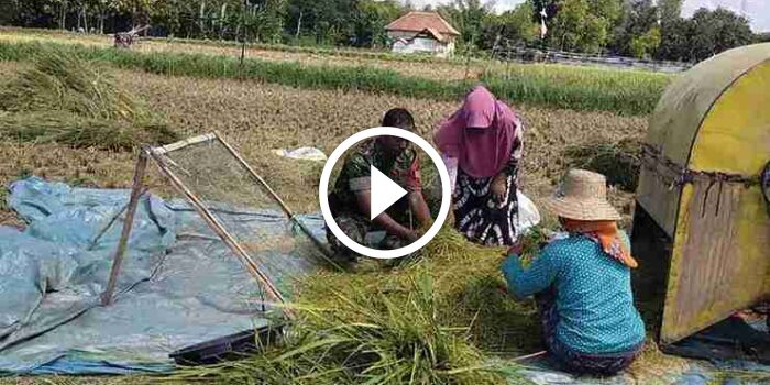 Babinsa Lenteng Dukung Program KASAD Bantu Panen Padi Tahap&nbsp;Kedua