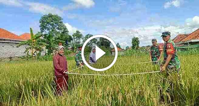 Dukung Ketahanan Pangan, Babinsa Koramil 0826-10 Waru Bantu Petani Panen Padi Kedua