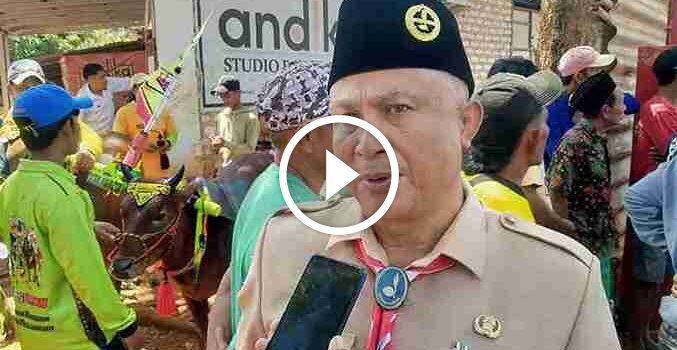 46 Pasang Karapan Sapi di Sumenep Ikuti Seleksi Maju ke Piala Presiden