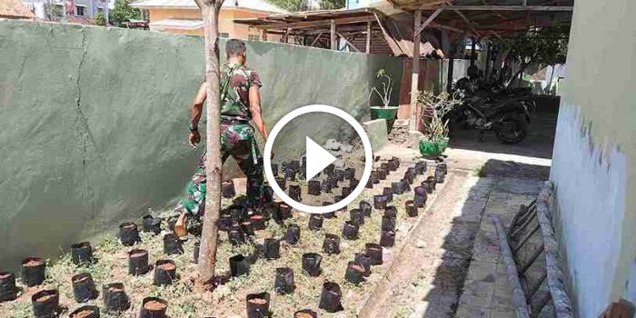 Koramil Jajaran Kodim 0826 Pamekasan lakukan Penyemaian dan Pembibitan Pohon&nbsp;Keras