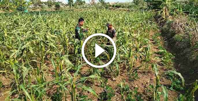 Babinsa Koramil 0826-02 Tlanakan Bantu Petani Pangkas Kembang Jagung di Desa Taroan