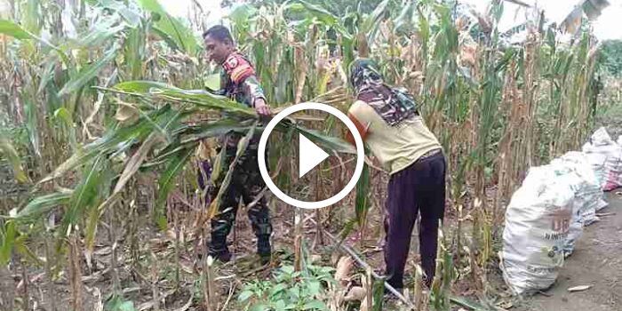 Babinsa Posramil 0826-12 Kadur Dampingi Petani Panen Jagung di Desa Kartagena Daya