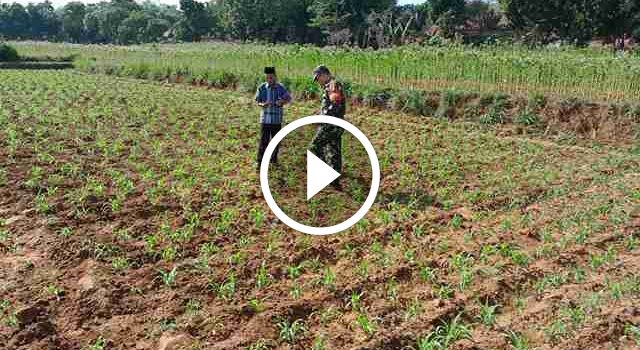 Babinsa Koramil 0826-09 Pakong Pantau Perkembangan Tanaman Jagung di Desa Klompang Timur
