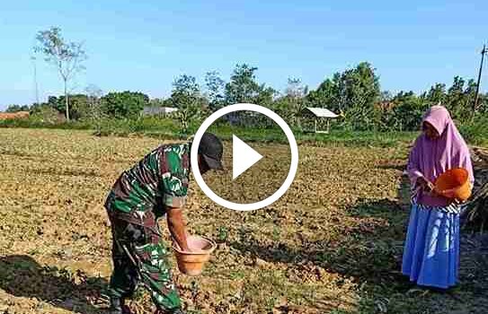 Babinsa Koramil 0826-05 Larangan Dampingi Petani di Desa Taraban